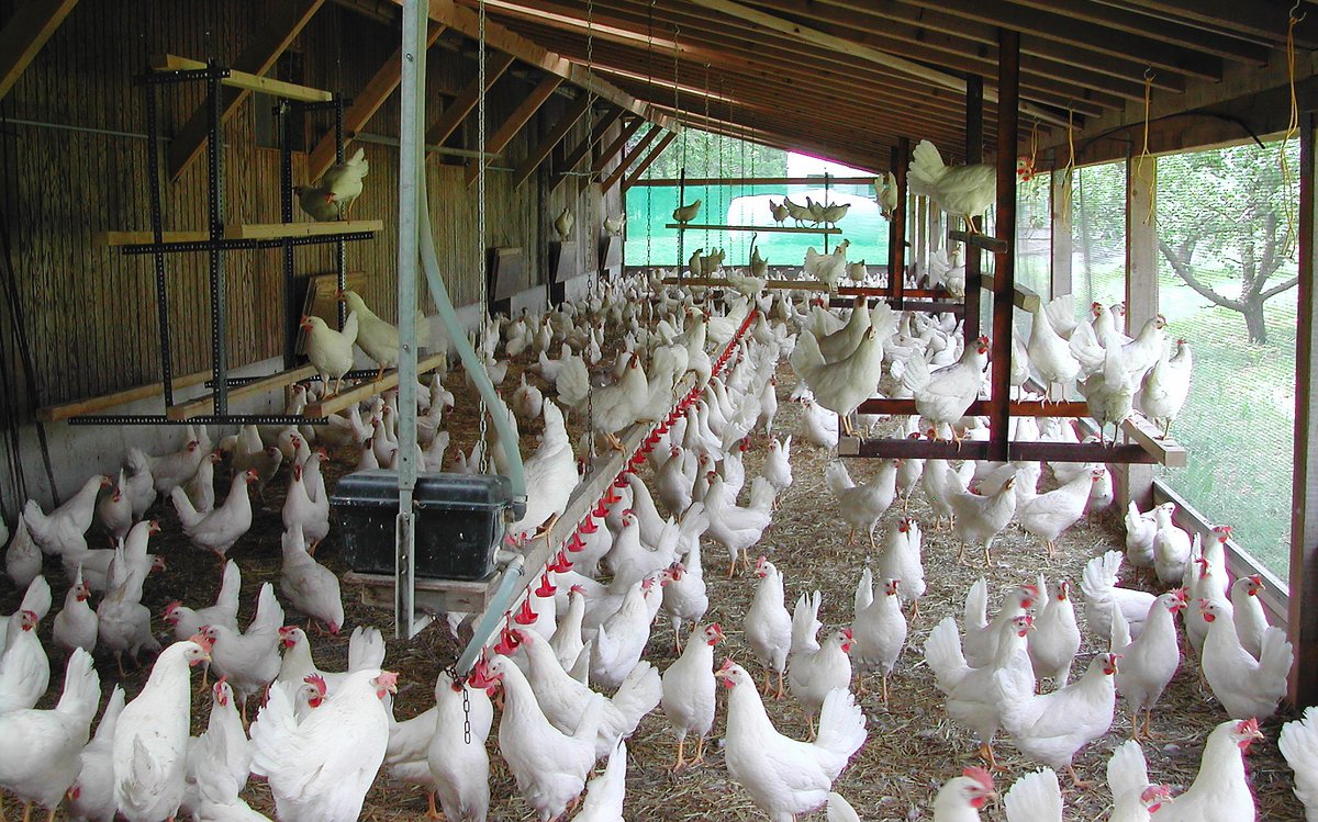 Grâce à une aire à climat extérieur protégée avec litière, perchoir et bain de sable, les poules pondeuses suisses peuvent prendre l’air et voir le ciel tous les jours. En outre, elles peuvent se mouvoir librement dans le poulailler. #GalloSuisse ow.ly/uOBE50GmbKp