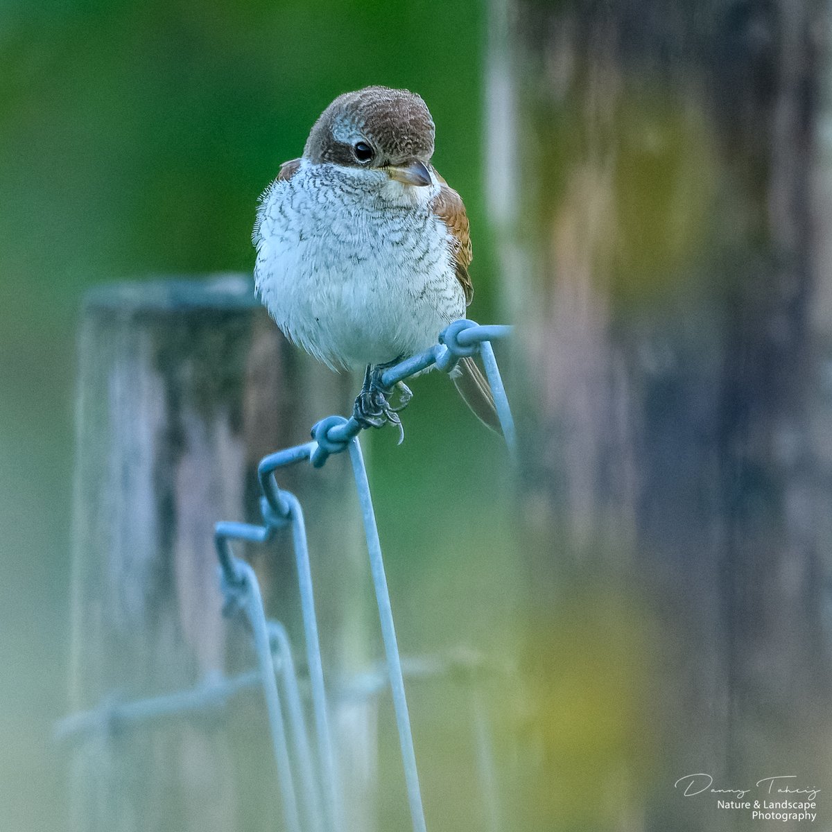 DannyTaheij's tweet photo. De Grauwe Klauwier- Red Backed Shrike, in de vroege morgen en met avond zon.. nog steeds in de duinen @NPHollandsduin @Bezoek_westland @ZHLandschap #debanken #hhdelfland #nikonnl @vogelnieuws @Jacco_D #dezeekust #westland https://t.co/PlWYuE4NNr