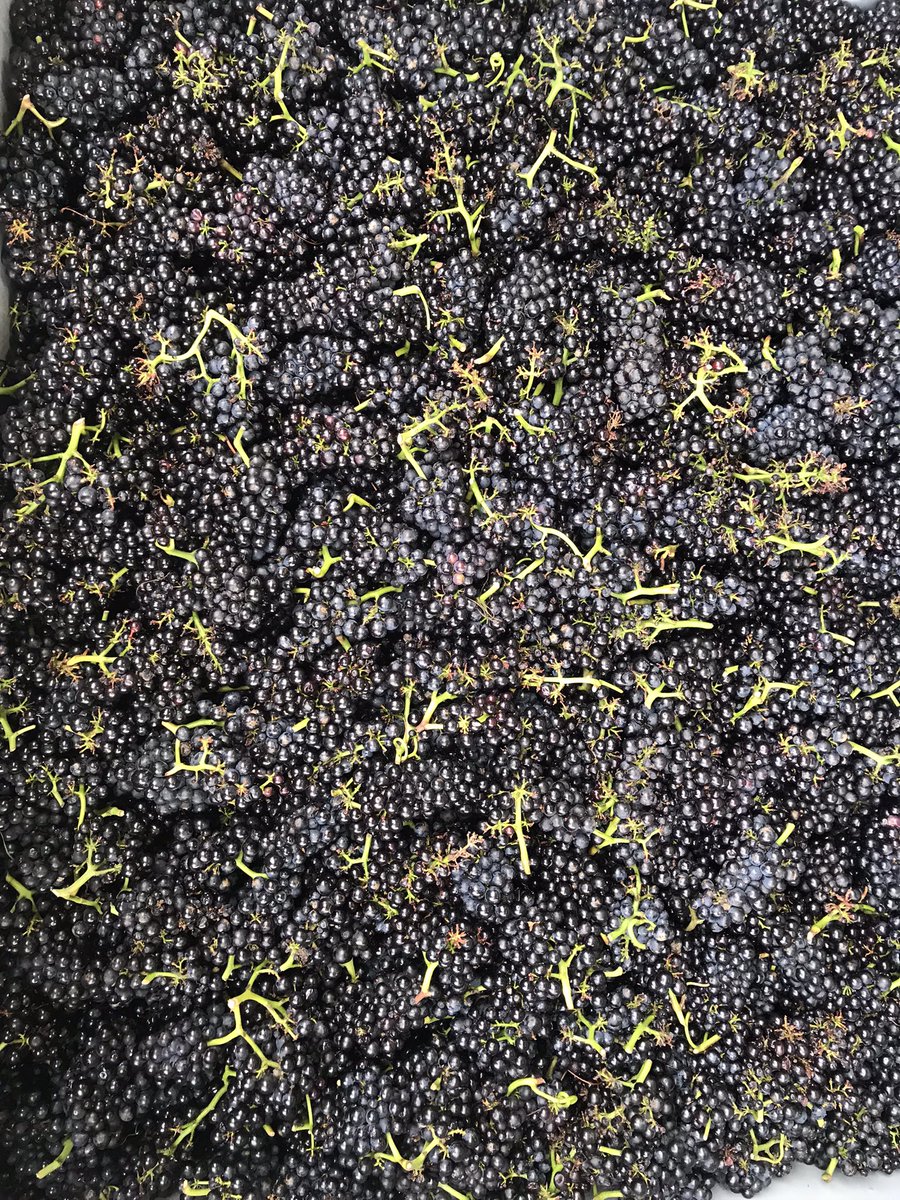 Helen Chesshire tweet media