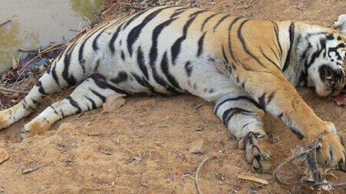 maria_m_belo's tweet photo. Tech Firms Block 11.6M Online Wildlife Trafficking Deals:
The blocked listings advertised live tigers, reptiles, primates and birds for the exotic pet trade, amd products derived from species like elephants, pangolins and marine turtles https://t.co/Y7dUI6vO8Y https://t.co/YdJes8rDmp