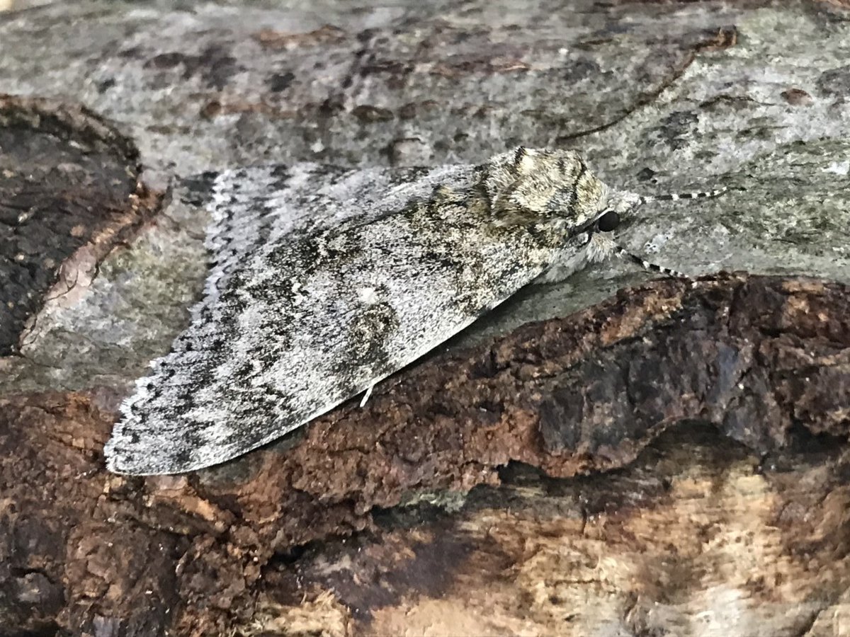 OrchardManorSch's tweet photo. Fantastic camouflage from this moth on a tree trunk in Forest School. Nature at its best. #moths #camouflage #forestschool #nature #flyingcreatures #beautifulthings https://t.co/AIhkWz4lQj