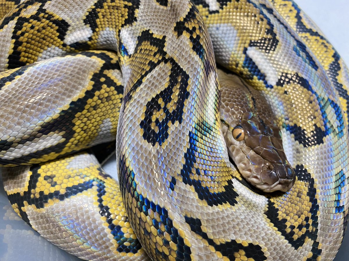 clastolepis's tweet photo. 脱皮モード
ほとんど排泄しなくなるので
アミメンテが楽チンだ https://t.co/F7Jm9NT7Wi