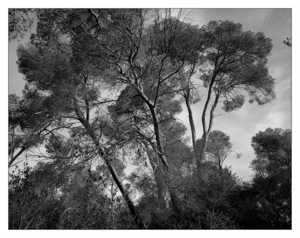 'The particular choreographies that the groups of trees interpret'
Koni-omega 200
58mm 
RPX 400
CAFFENOL CH
Epson V550
#Mallorca #Koniomega #6x7 #film #Epson #V550 #analog #landscapephotography #Caffenol #Monochrome #RPX #Rollei #Palma #120mm #CastelldeBellver