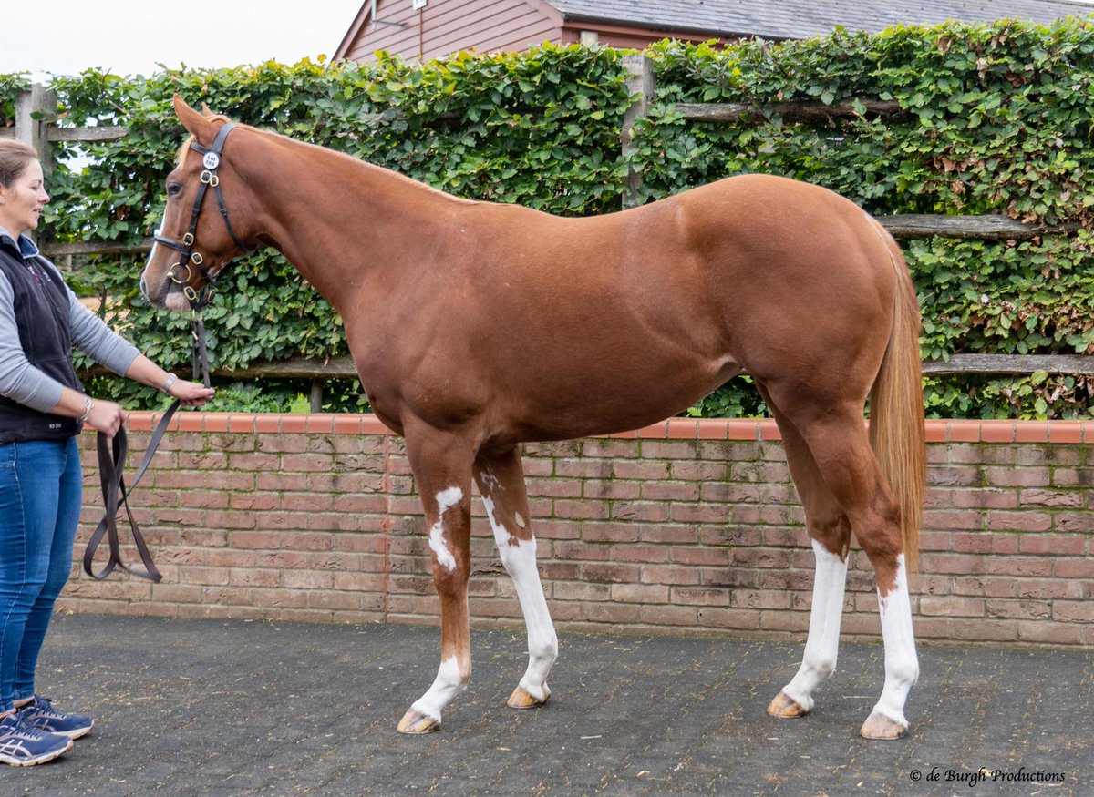 Darley in Europe tweet media