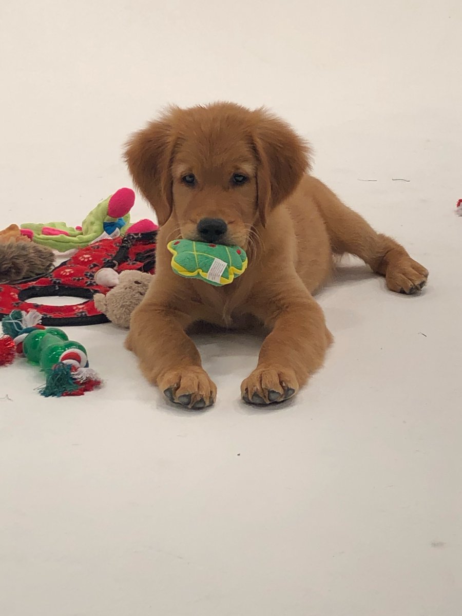 Part-Time Puppy Trainers: volunteermatch.org/search/opp3387… #VolunTweet