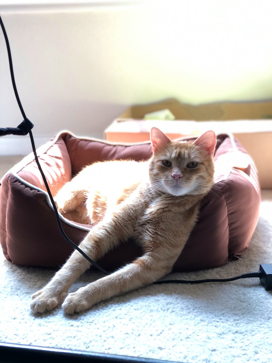 chonkycharles's tweet photo. It’s my gotcha day! I’m 4 and a half now 🧡 https://t.co/nc1k8rfZGD