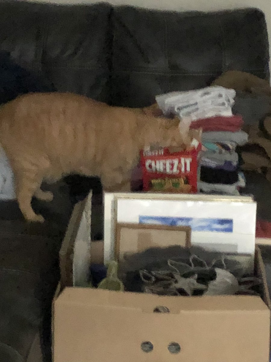 chonkycharles's tweet photo. It’s my gotcha day! I’m 4 and a half now 🧡 https://t.co/nc1k8rfZGD