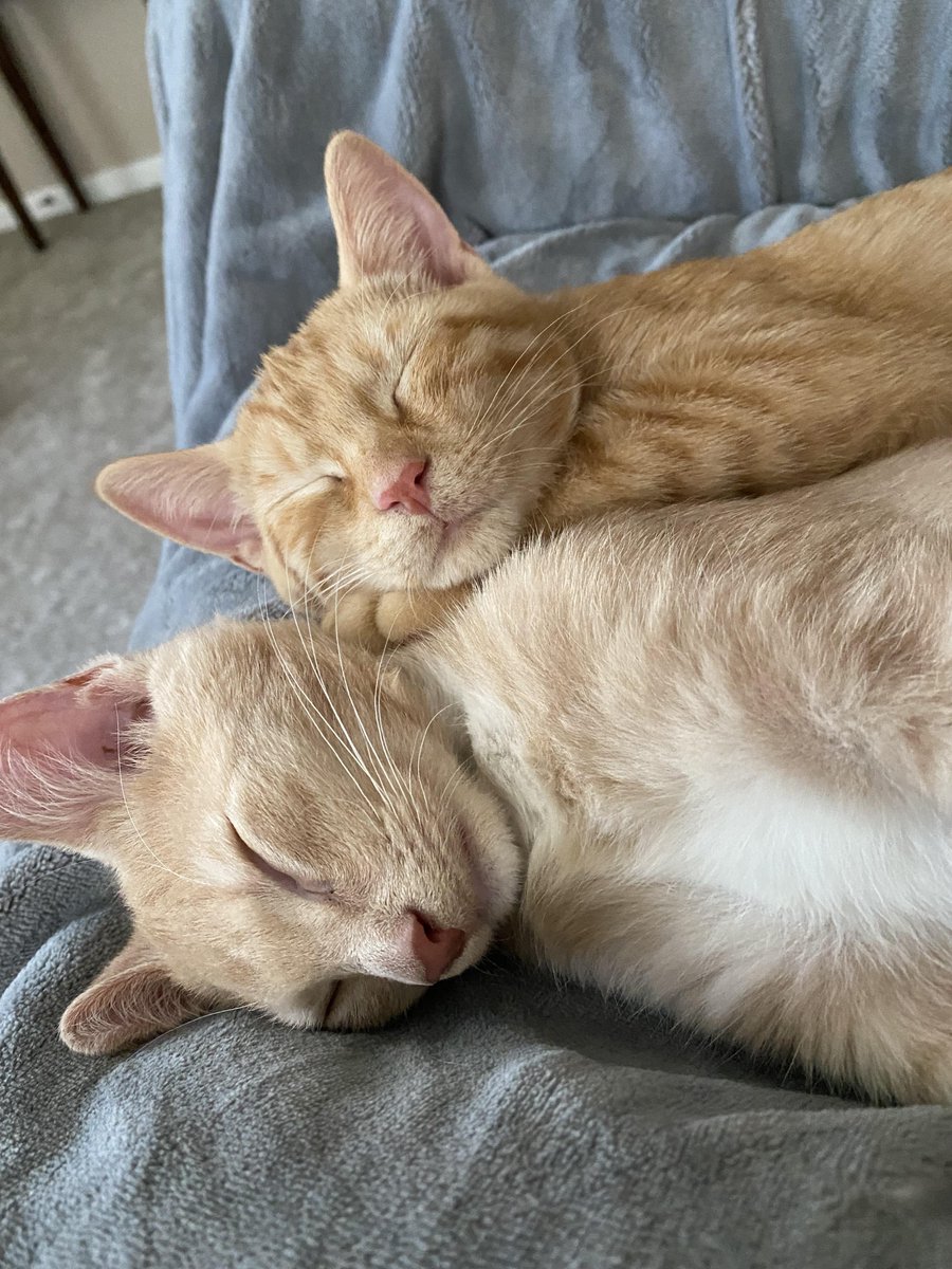 Meet Molly and Fitz! Adopted these cuddle bugs 3 weeks ago 🥰
Author: u/EmmaLynn_892
reddit.com/r/cats/comment…
via r/cats