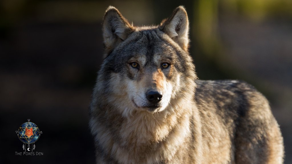 thefoxsdenhealz's tweet photo. What a beautiful wolf friend!
https://t.co/Geqyuj6UYx
#wolves #forestwolf #wolfphotos #wolfphoto #wolfphotography #wildlife #wildlifephotos #wildplanet #wolfcommunity https://t.co/Si9N9k7Kif