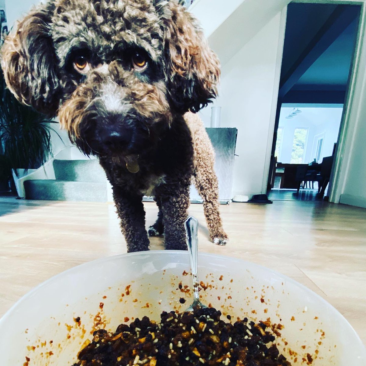 MrsH2502's tweet photo. @DeliaOnline Christmas Pud is always a winner 🎄😋 had some special help with stirring this year #spanishwaterdog #puppylove https://t.co/vCzcKxizQ0