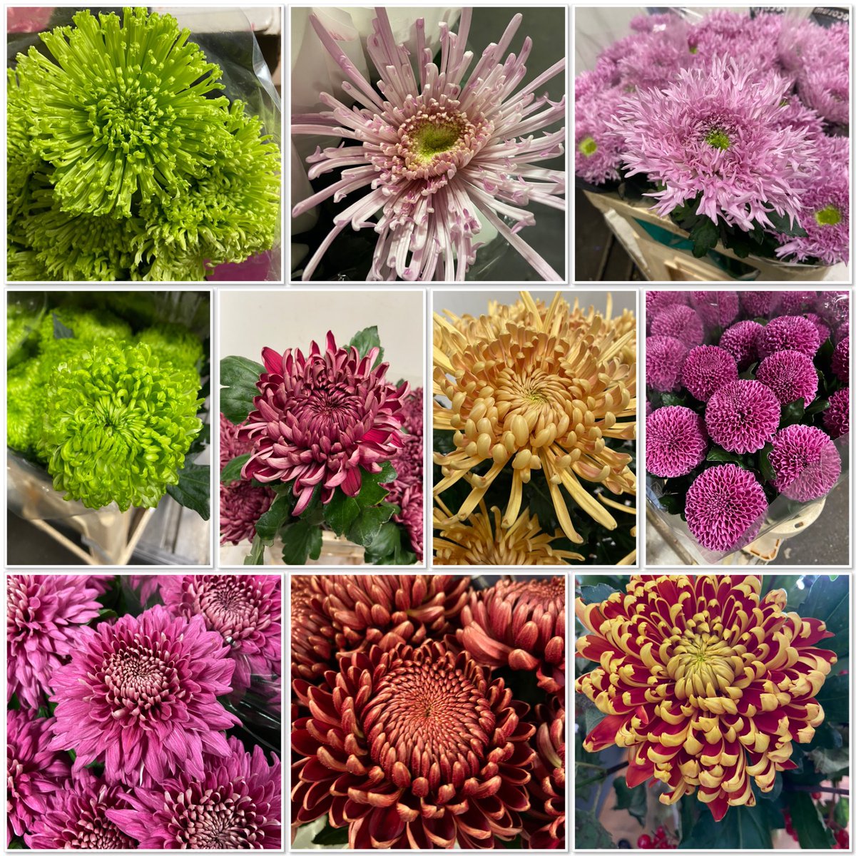 All4youFlowers's tweet photo. Elke dag op voorraad Geplozen chrysanten in diverse kleuren! #pluischrysant #chrysant https://t.co/hbmwRk6Rfe