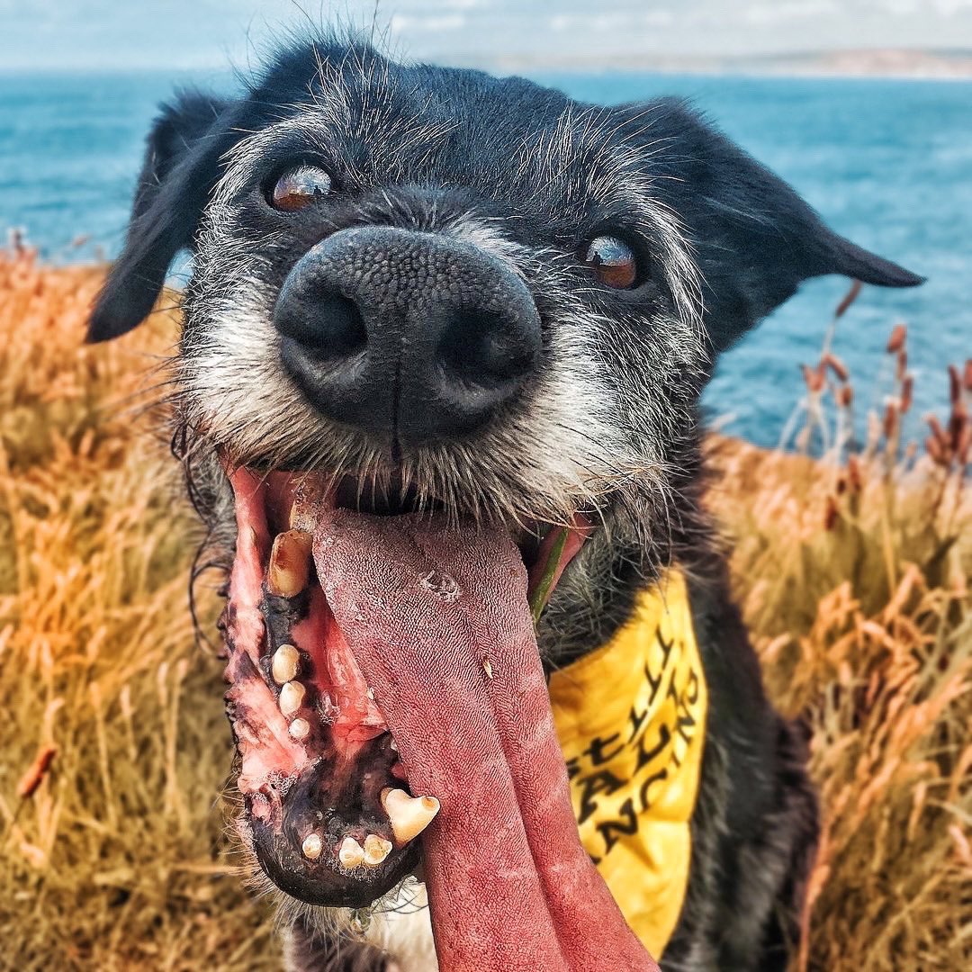 thewolfcollect's tweet photo. Reactive dogs unite! Hereβs our brand rep - beach baby Arthur enjoying the Cornish coast π
#dogsoftwitter #nervousdogs #SocialDistancing https://t.co/5LAOBVC6ub