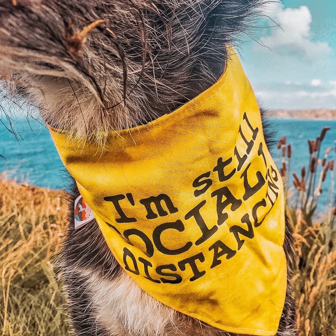 thewolfcollect's tweet photo. Reactive dogs unite! Hereβs our brand rep - beach baby Arthur enjoying the Cornish coast π
#dogsoftwitter #nervousdogs #SocialDistancing https://t.co/5LAOBVC6ub