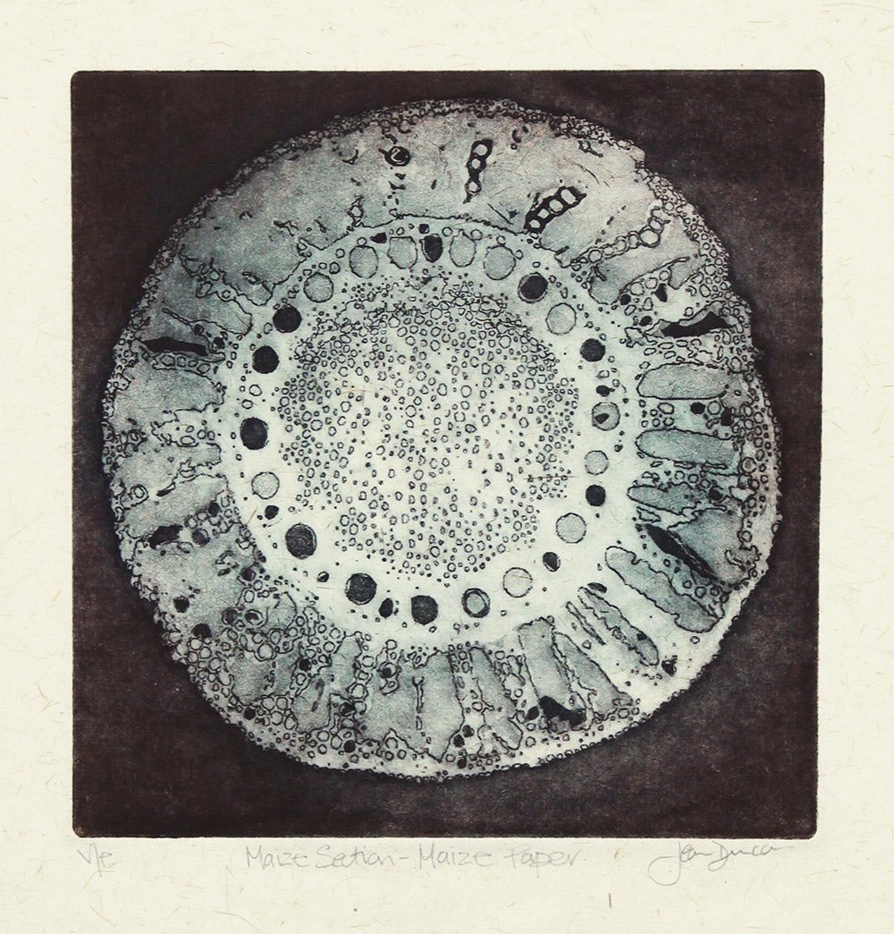 curvedflatlands's tweet image. And here’s another example of Jean Duncan’s art @JXDuncan - maize root X section on maize husk paper from maize plants grown at the Living Field @JamesHuttonInst @Plant_Ionome @Plant_Ionome @LField2020