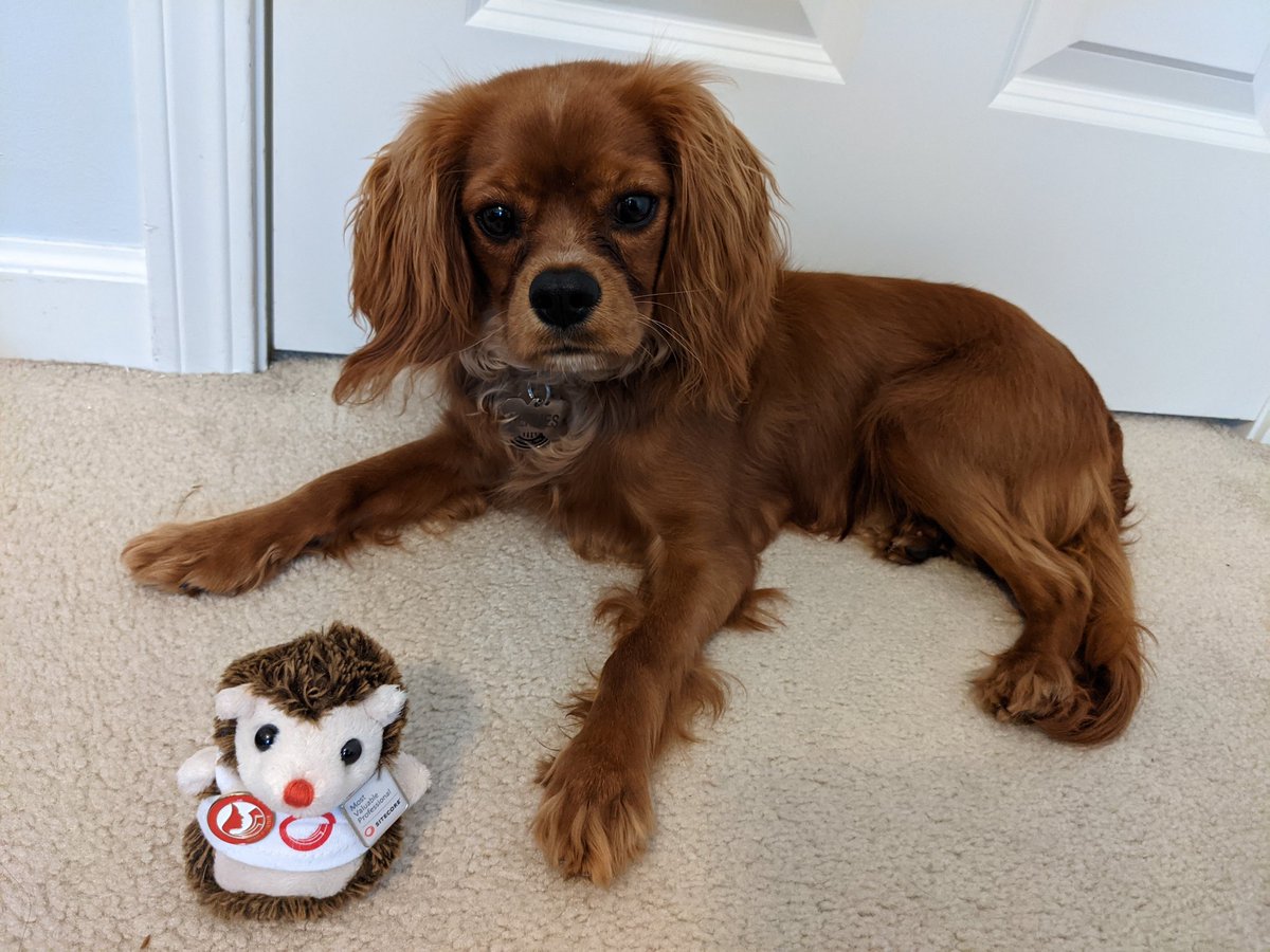 Excited for #SitecoreSYM! Watching this year from home with my Sitecore Hedgie and office buddy!