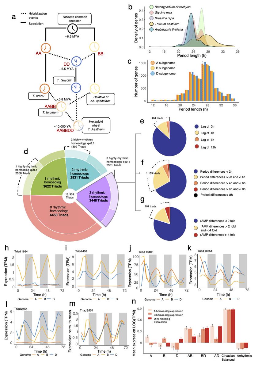 Our work exploring circadian rhythms in hexaploid wheat is now available to view on biorxiv as a pre-print! Welcome to feedback and complements😇!
biorxiv.org/content/10.110…