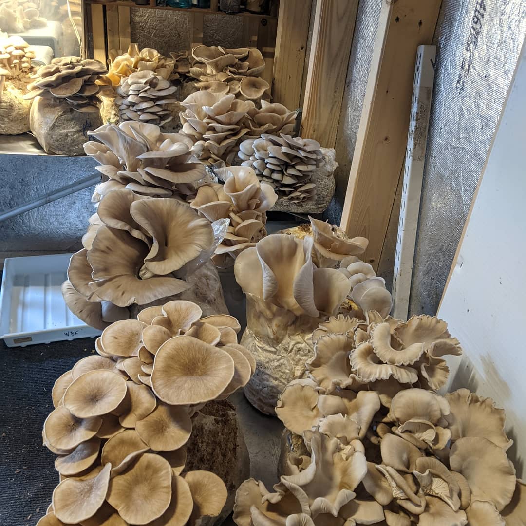 Shannonsshrooms's tweet photo. It's hard to believe that it has been a year sense we started selling mushrooms. Thanks to all who have supported me this past year. On Saturday I will be at the Monroe farmers market in NC. Its 10% off all mushroom items. Come see me and celebrate our one year anniversary. https://t.co/rxysnxkSin