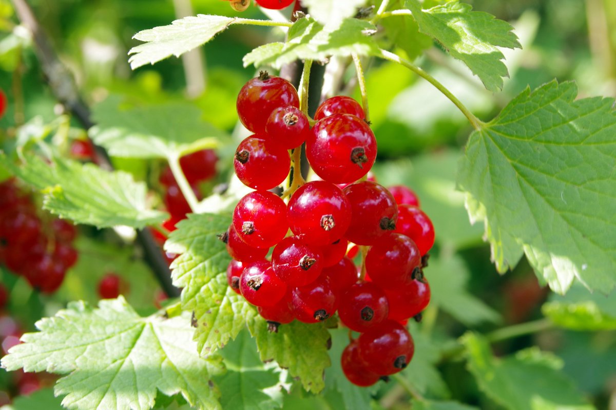 Lucid_Observer's tweet photo. What Are the Nutrients in Red Currants?
https://t.co/wipU3eaw3j
#RedCurrent #skincare #HealthyFood #healthyliving https://t.co/Bc938Z1p9y