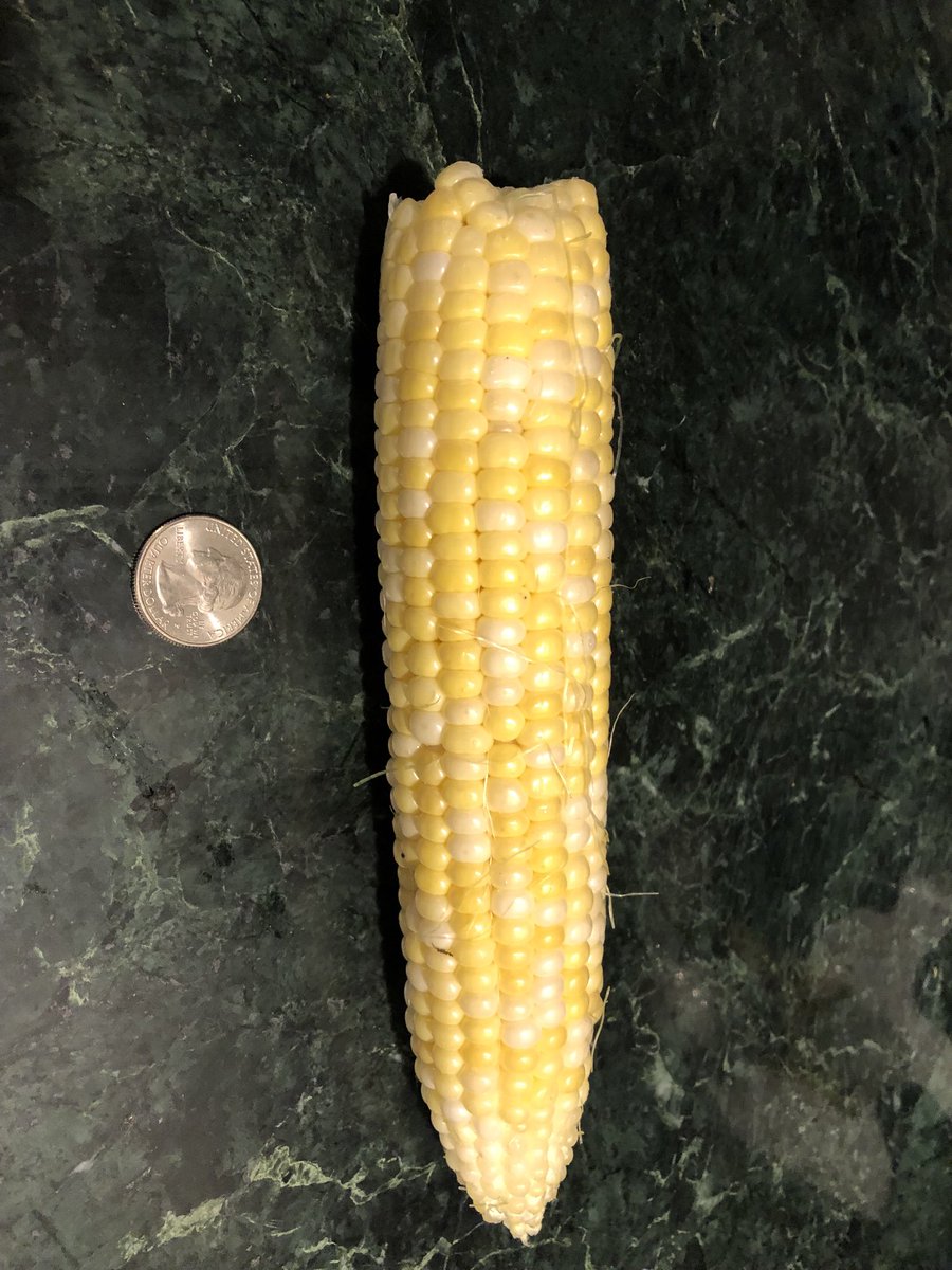 WalkerFarm's tweet photo. Still picking! Providence sweet corn, one of the best of the year! https://t.co/5x985LlmCs