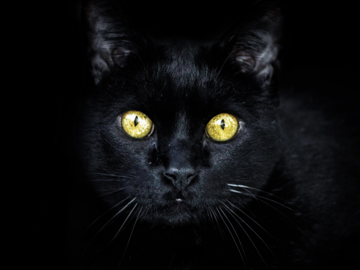 AllPetVoices's tweet photo. October is Black Cat Awareness Month and so we’re talking about where some of the most popular black cat myths came from including them being bad luck, bad omens, or connected to dark magic and witches. #BlackCats #BlackCatAwarenessMonth  
🖤 https://t.co/9fFNVLdsTn 🖤 https://t.co/zzERVNslw5