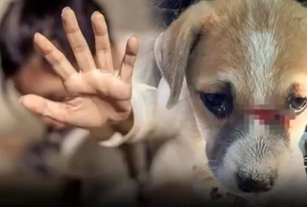 Kadına, çocuğa ve hayvana şiddete hayır.. Destekliyorsan RT yap destek ol
#kadinasiddetehayir 
#cocukistismarınadurde 
#hayvanlarikoru