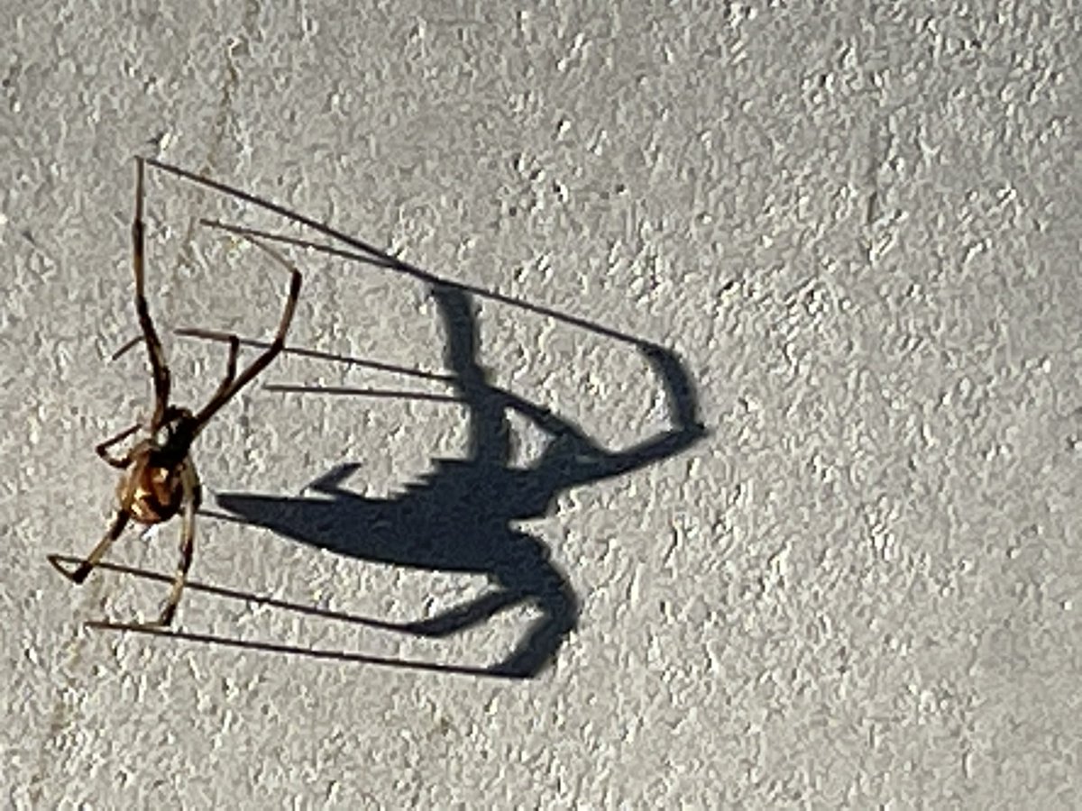 HallowPartyRP's tweet photo. We like to use real # Halloweendecorations at our place🎃 #spiders #Halloween https://t.co/usD0xLxXDg