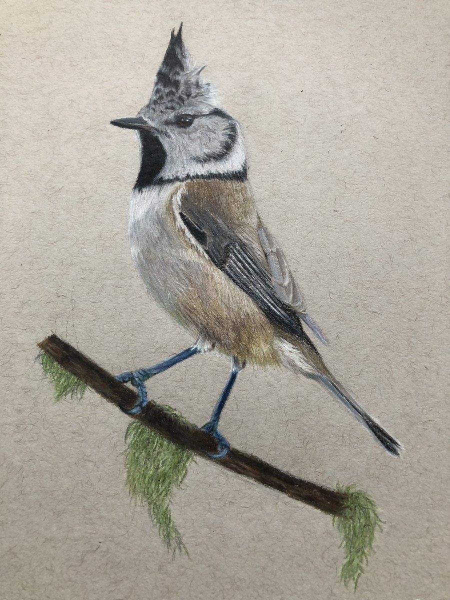 WildlifeCp's tweet photo. Last night I finally finished my Crested Tit drawing and im pretty pleased with it! 🌿

@artezaofficial and Prismacolour - pencils

#art #birds https://t.co/wgtMNOlKU7