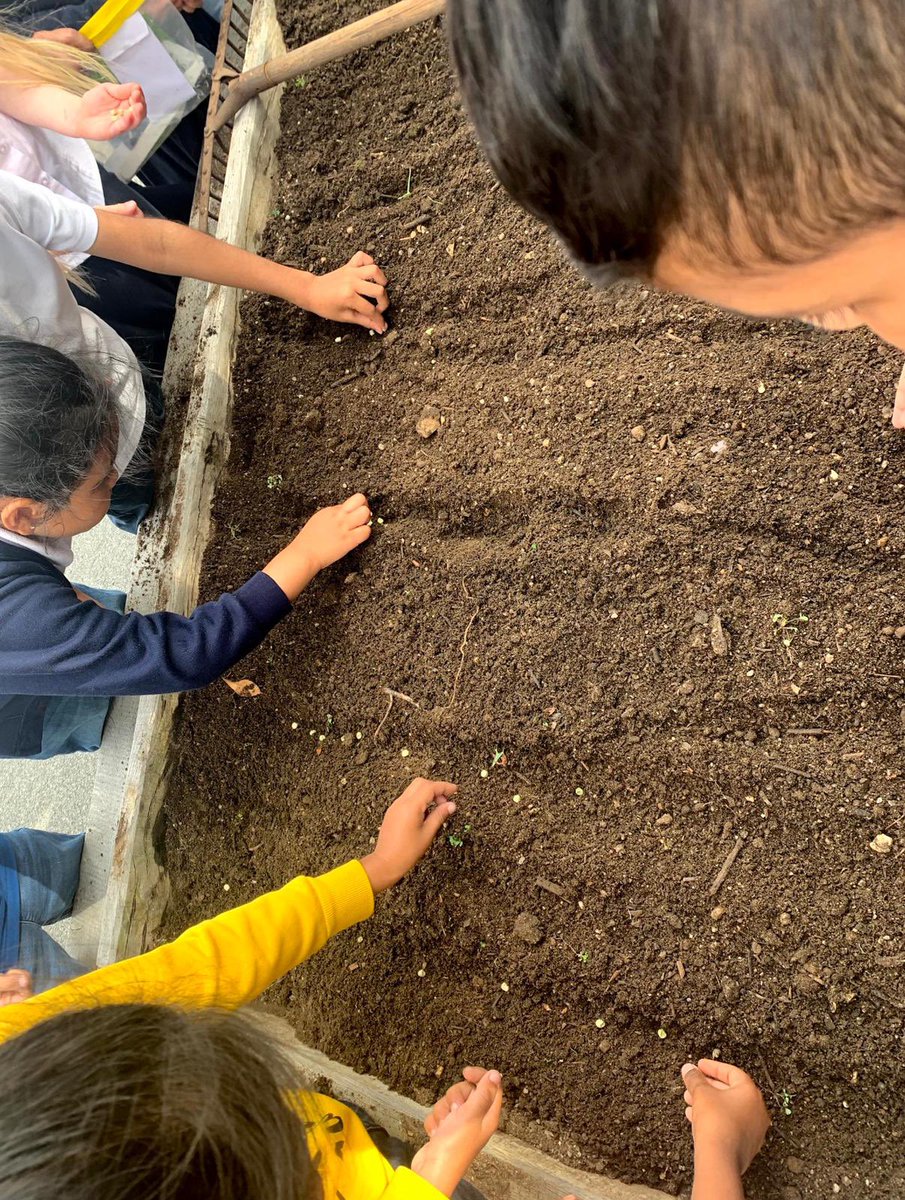 KensingtonSch's tweet photo. “Science is magic that works” - Kurt Vonnegut
Year 1 have been busy preparing our edible garden for winter this week.
#seasonable #veg #curiosity #edible #garden #science https://t.co/hkX7GxBIw3