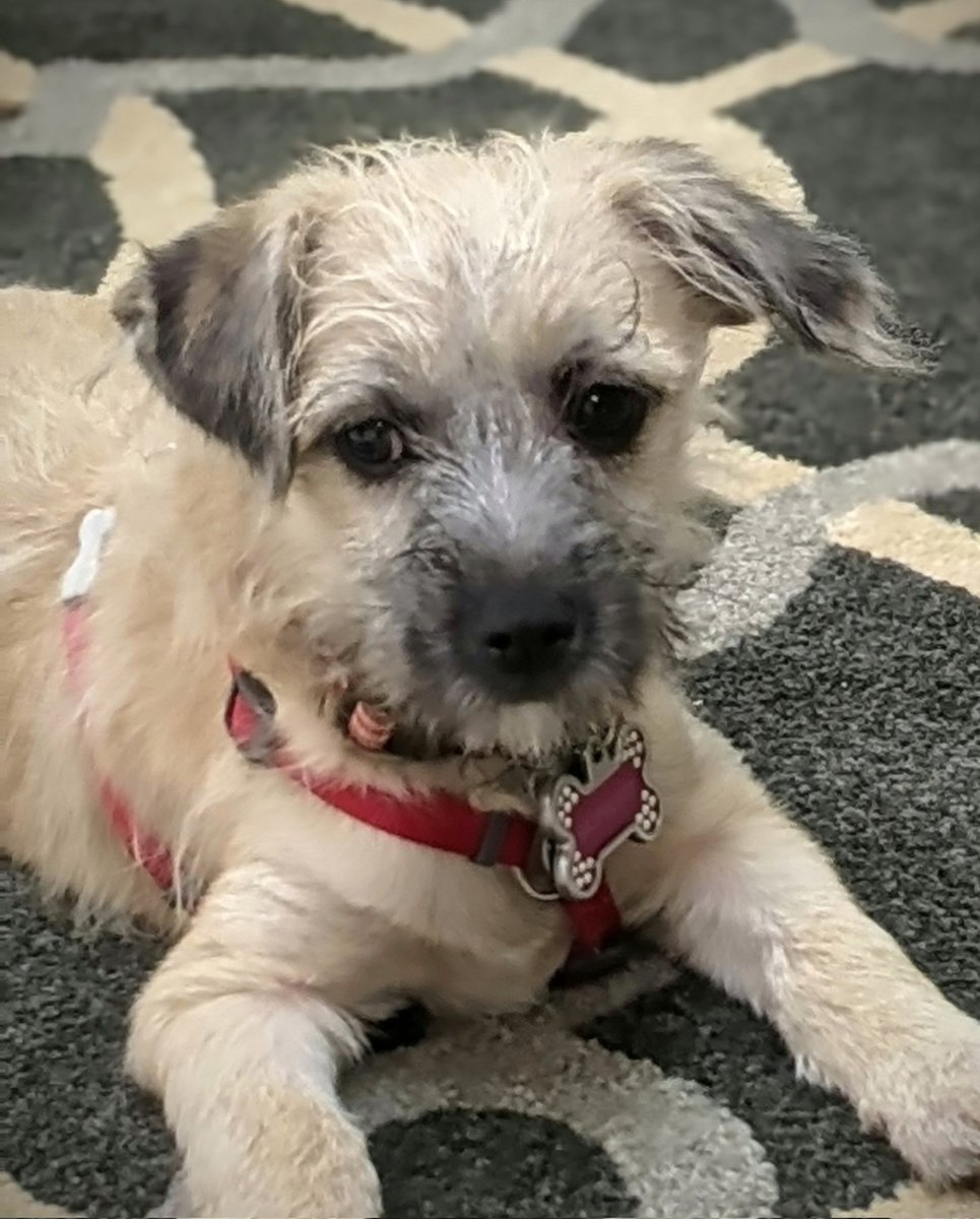 AnnBrookesCT's tweet photo. Meet Raspberry. She's cute as a button and available for adoption from Shaggy Dog Rescue. 🐾💕🐾 #RescueDogs https://t.co/YvIrZLj14A