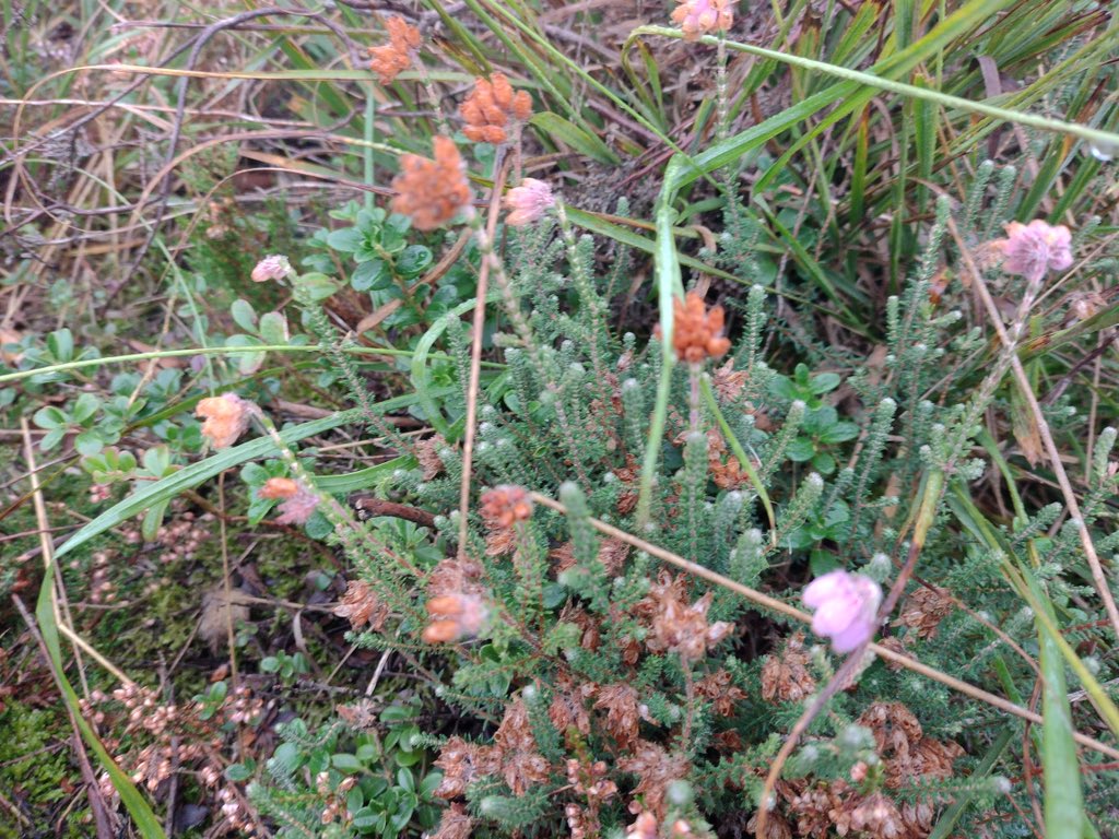 bergwaldprojekt's tweet photo. In den Mooren der Diepholzer Moorniederung wird wieder entkusselt. Für die Fernsicht, für die Vernässung und für die moortypische Vegetation wie #Besenheide, #Preiselbeere und #Glockenheide. https://t.co/Htq7BFXqbr
