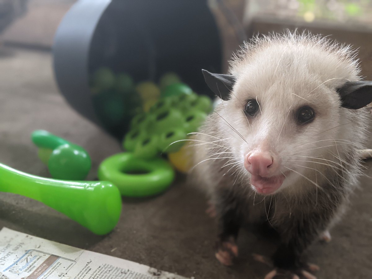 VLMuseum's tweet photo. Maxine is ready for Halloween, are you? She recently received a Halloween inspired enrichment to celebrate the season. π
#VALivingMusuem #Opossum #Halloween https://t.co/2mDvvSk6Zn