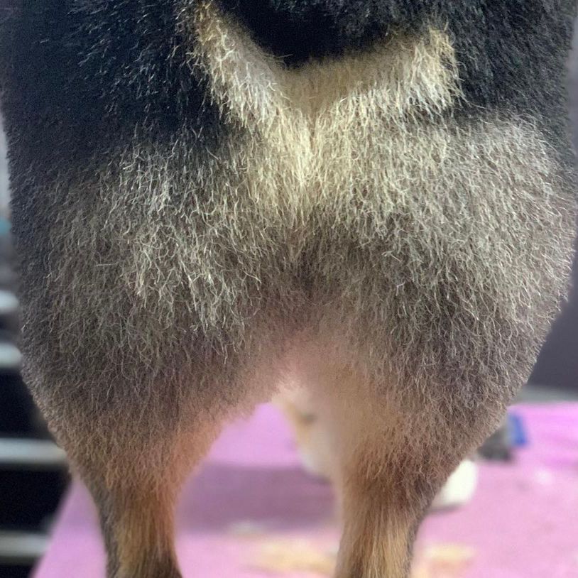 Check out these handsome before and after shots! 💜 Even dogs want to look their best on their birthday... thanks for celebrating your day with us, Hunter! 🎉 Groomer: Cody C. #australianshepherd #transformationtuesday #furrpetspa