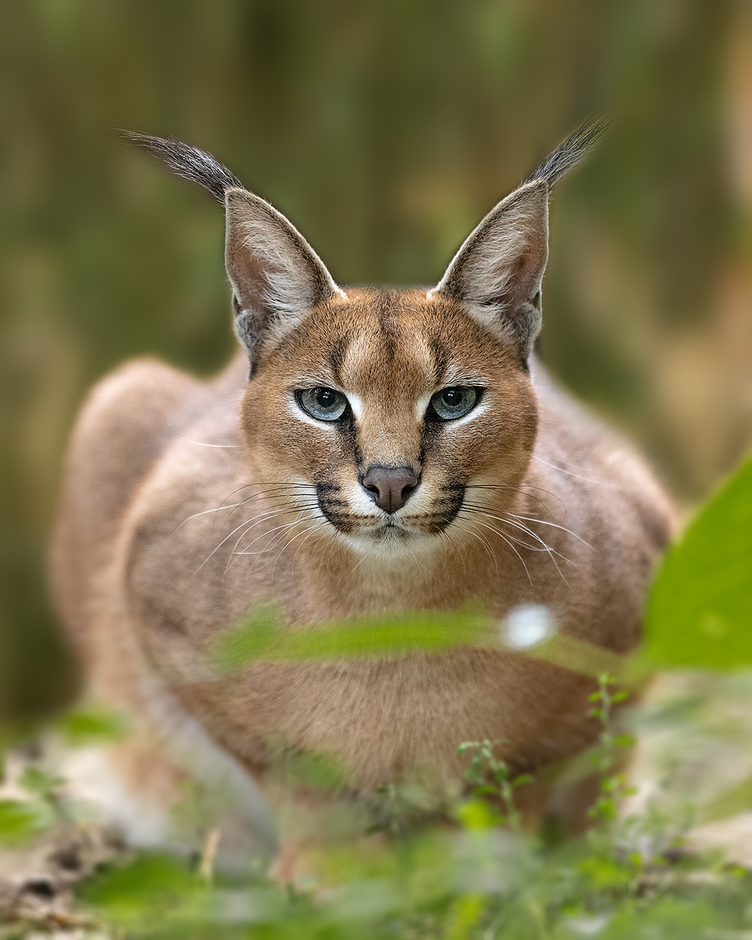 Cat breeds with ear cheap tufts