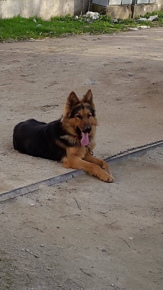 Hade olum  ver bi pati#doge