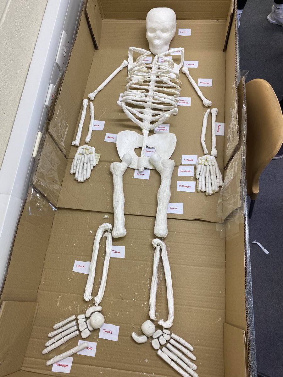 AMAZING effort from our Year 10 GCSE classes with their bone models 🤩. A huge shoutout to Charlotte who created the whole structure of the Skeleton!💀🦴