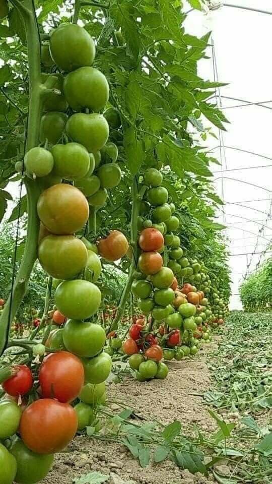 ConEsequiel's tweet photo. Ante la ONU expusimos que en el mundo se pierden 200 mil campesinos diarios, estamos trabajando en un modelo agroecologico, para rescatar la extincion del conocimiento de la fertilidad de la tierra.@FAOMexico @FIRA_Mexico @el_BID @lopezobrador_ @Agenda2030MX https://t.co/il7MYusClv