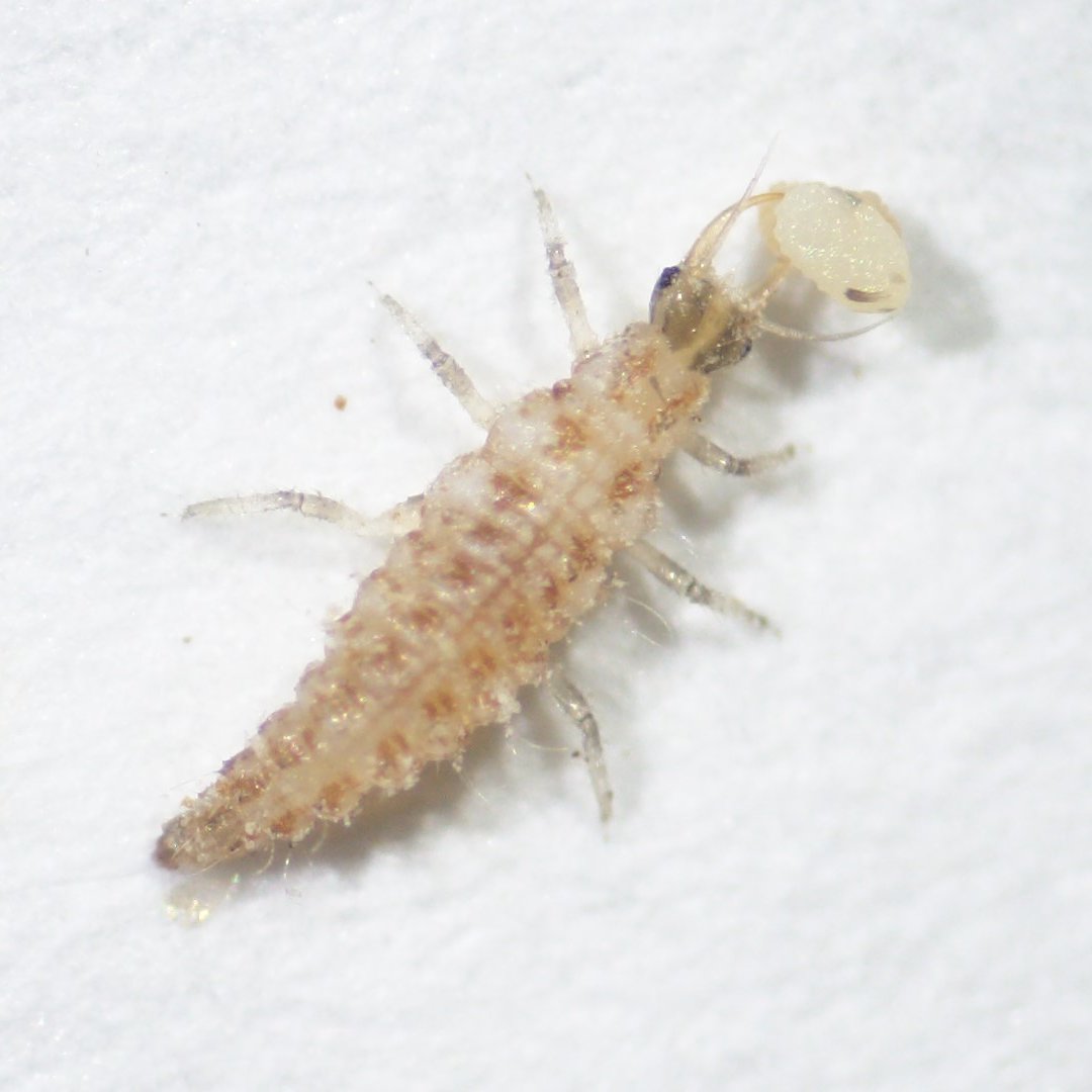 2-year postdoc in biocontrol w/ <a href="/LouisNottingham/">Louis Nottingham</a> &amp; me.

Note: your primary worksite will be Wapato, WA. (You'll be hired through WSU Wenatchee, but working out of the USDA facility). This position does require US citizenship to work in a fed building.

wsu.wd5.myworkdayjobs.com/en-US/WSU_Jobs…