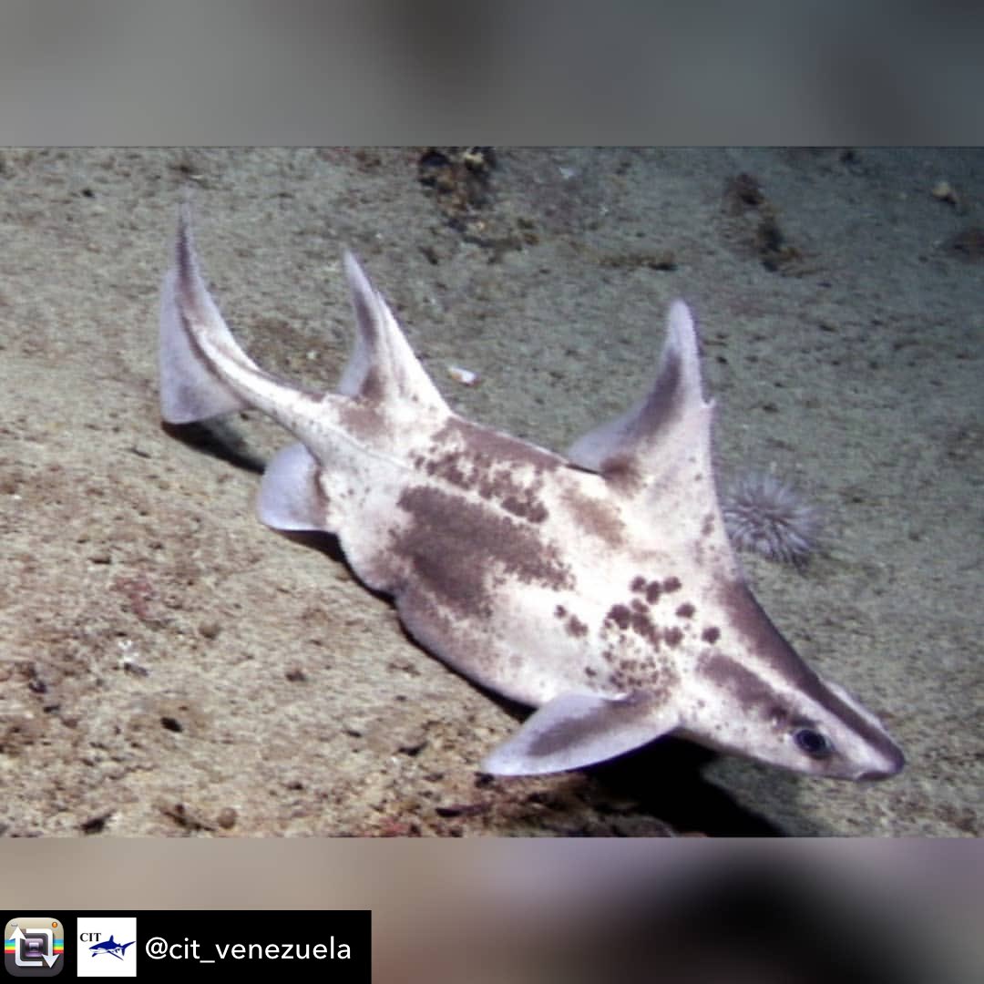 ¿Qué especie de tiburón es el ejemplar recientemente capturado en Falcón y por qué es tan importante para la ciencia? 

La especie en cuestión es Oxynotus caribbaeus (cazón chancho) y fue descubierta en Venezuela por el insigne ictiólogo, Dr. Fernando Cervigón en 1961.