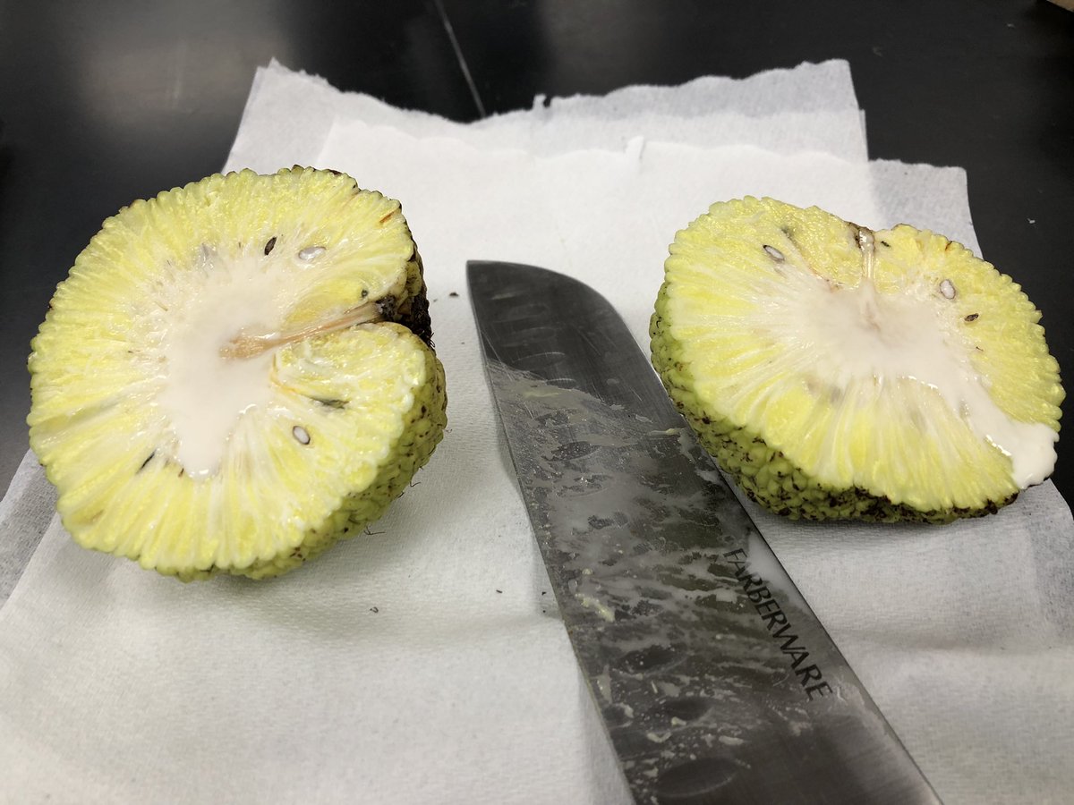 MartineBotany's tweet photo. How to put Osage-orange (Maclura pomifera) fruits on your #herbarium specimen? Make some cookies. They dry like a charm… but do stick a bit. Look at that latex. #iamabotanist #Moraceae https://t.co/kDnlweXukq