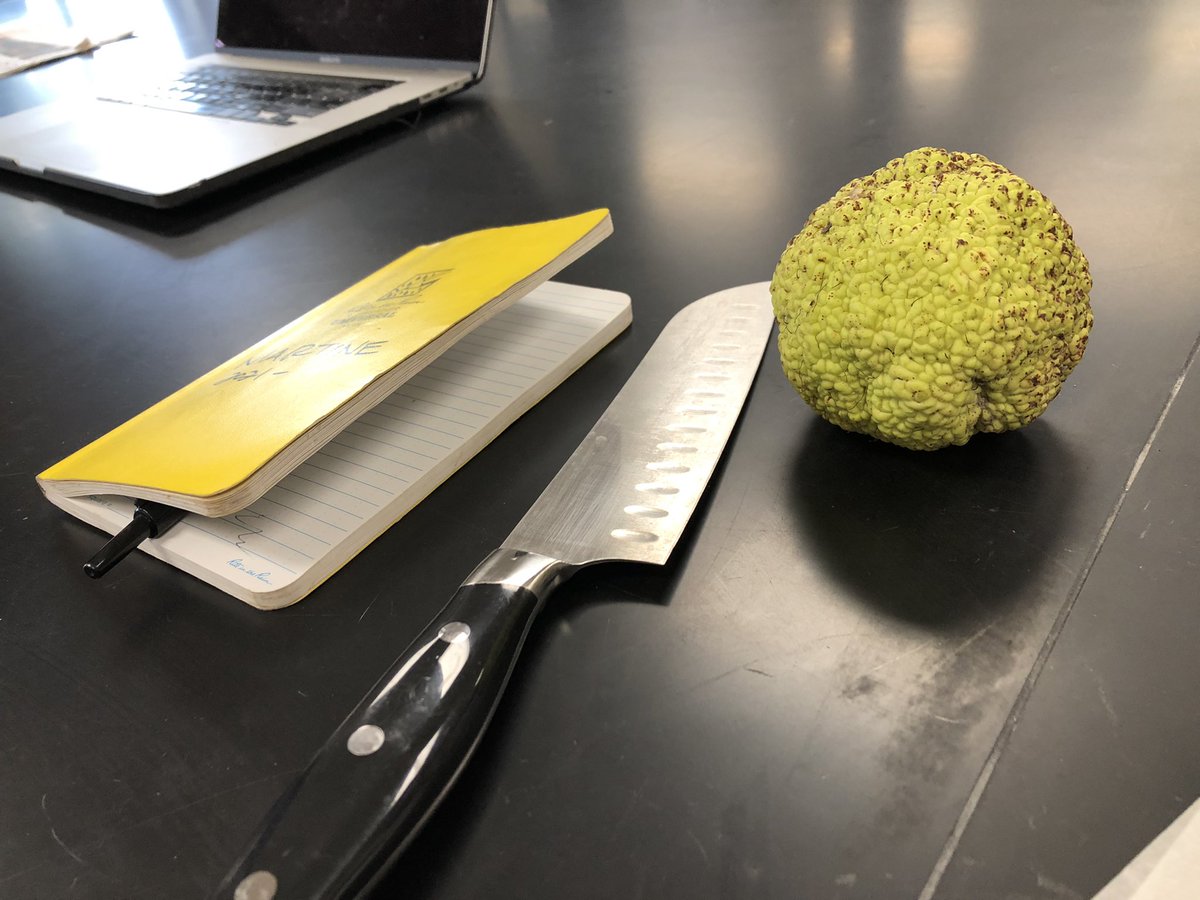 MartineBotany's tweet photo. How to put Osage-orange (Maclura pomifera) fruits on your #herbarium specimen? Make some cookies. They dry like a charm… but do stick a bit. Look at that latex. #iamabotanist #Moraceae https://t.co/kDnlweXukq