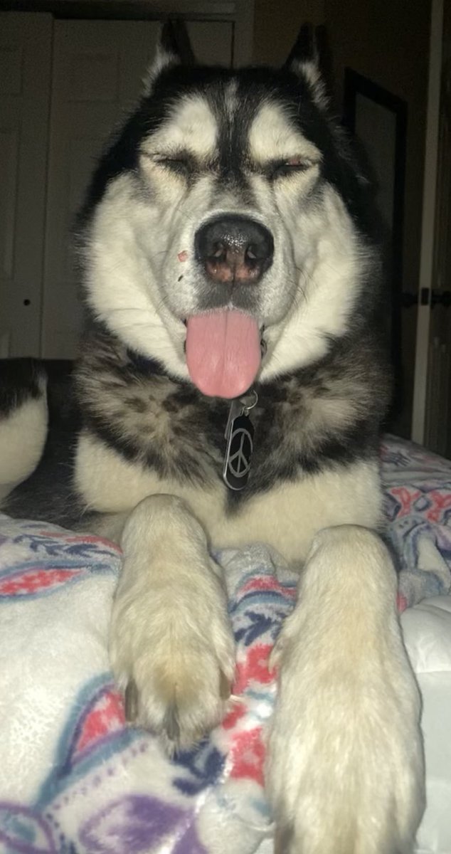 PepitaCorona's tweet photo. Mornoooo♥️🌞Can’t open my👀 but here is my #TonguOutTuesday 👅 Happy #tuesdaydogs #husky #miperrafrida #huskylife https://t.co/TosDJ49vXj