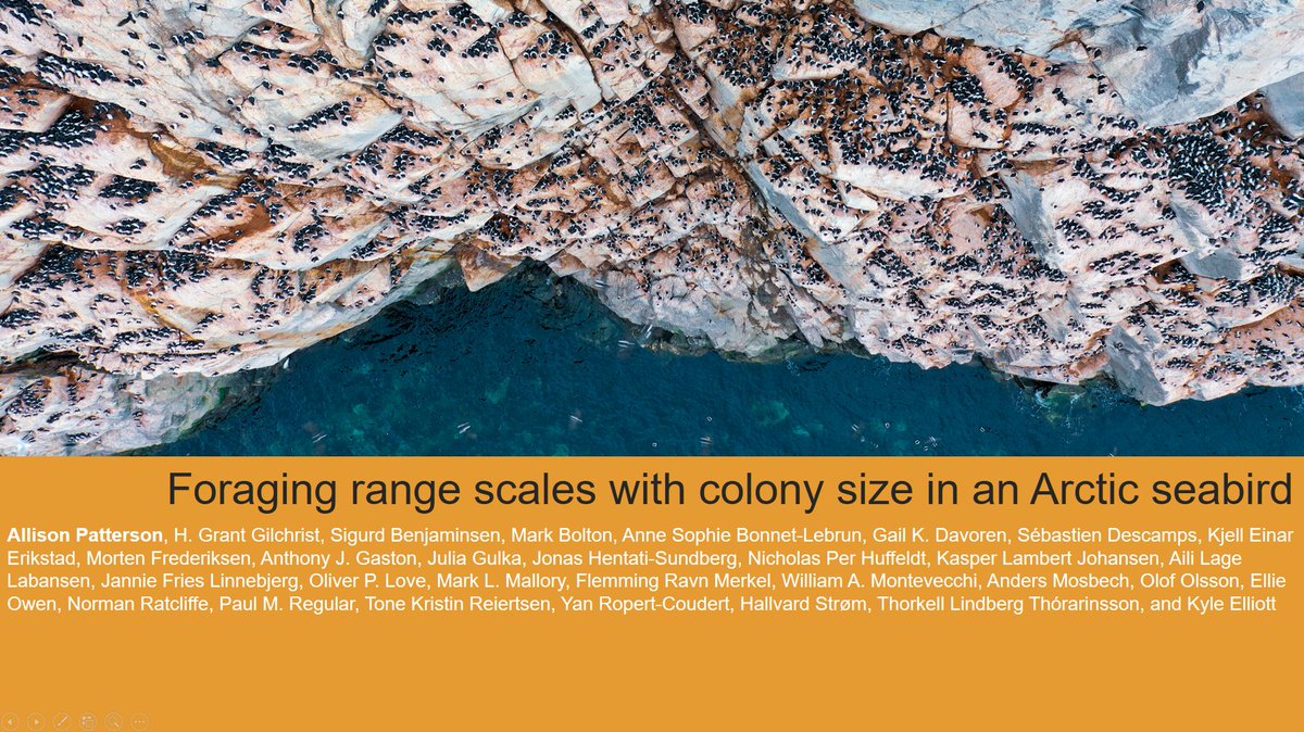 Excited to present our work "Foraging range scales with seabird colony size" in Symposium 3 - Unravelling fundamental processes in seabird ecology: The role of multi-colony studies III starting at 00:15 UTC.

But, I think most of my co-authors will already be🛌! 
#TearmAuk #WSC3