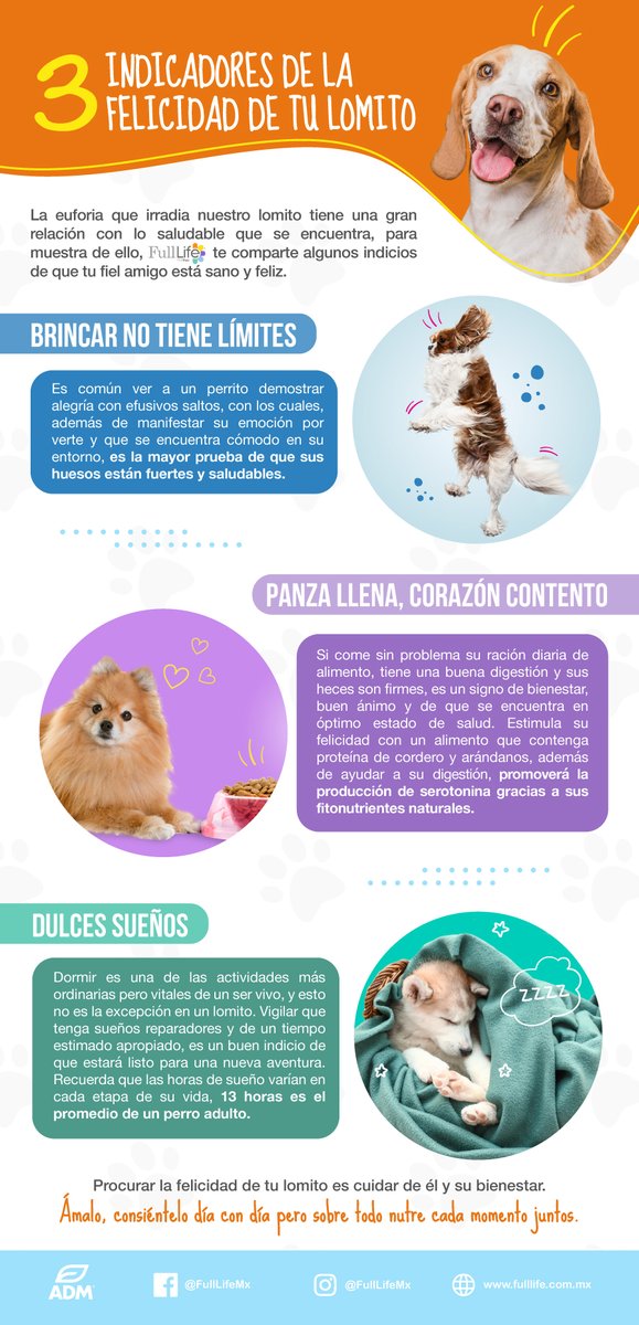 Hola <a href="/PaolaMinguer/">Paola Mingüer</a>. Un lomito feliz tiene rasgos característicos en su personalidad y sus hábitos, por este motivo, #FullLife, te comparte 3 indicadores de un 🐶 lleno de felicidad. cutt.ly/wEPnEjo