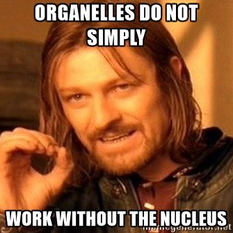 Nucleusforlife's tweet photo. Nothing is possible without a Nucleus! #votefornucleusandnucleolus #organellewars https://t.co/lad6cXilGL