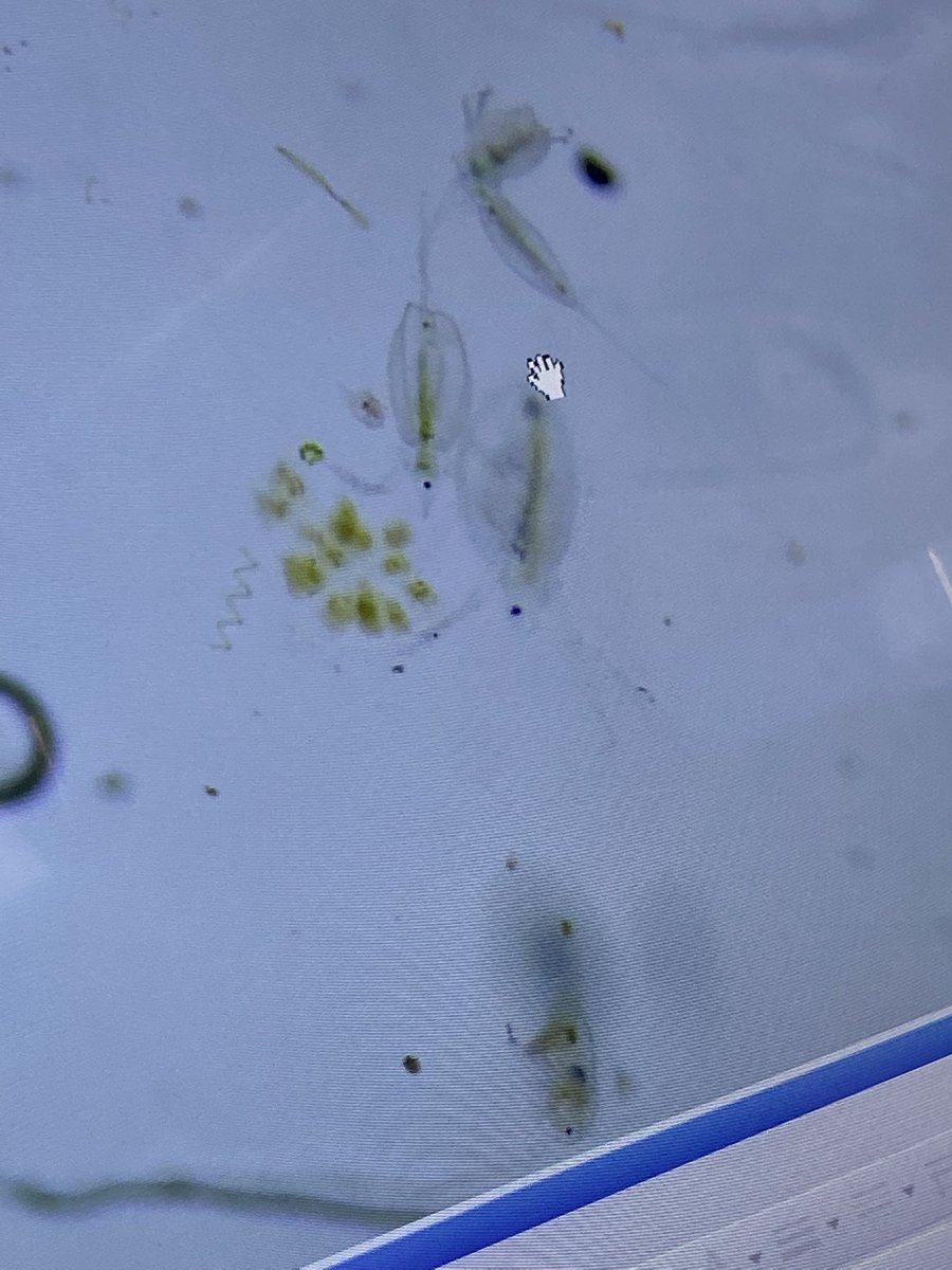 MaliaDoesBio's tweet photo. Loved going out and learning large water body sampling methods on the RV Folger today for aquatic ecology! https://t.co/CYy1CnY7Pe