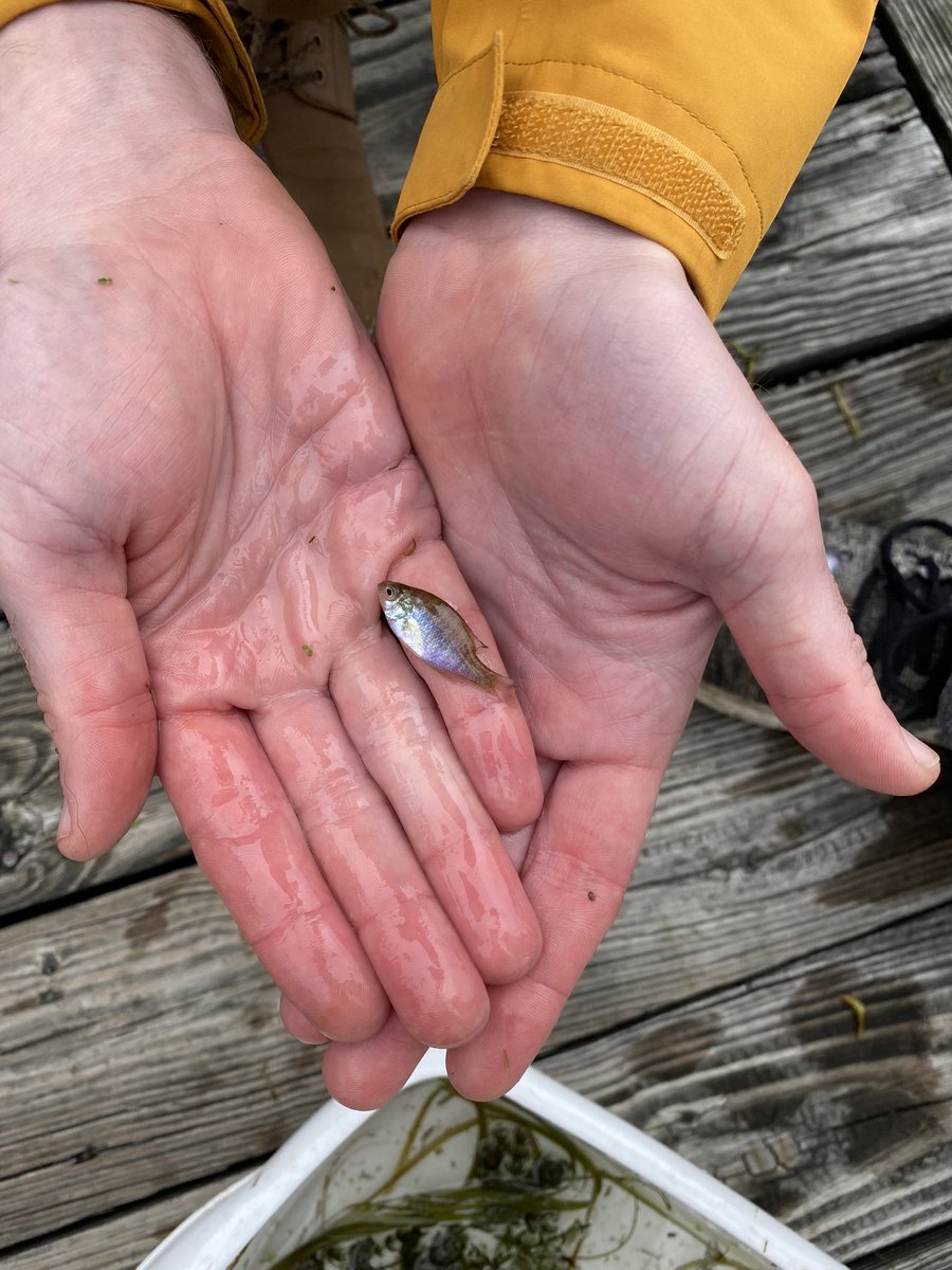 MaliaDoesBio's tweet photo. Loved going out and learning large water body sampling methods on the RV Folger today for aquatic ecology! https://t.co/CYy1CnY7Pe