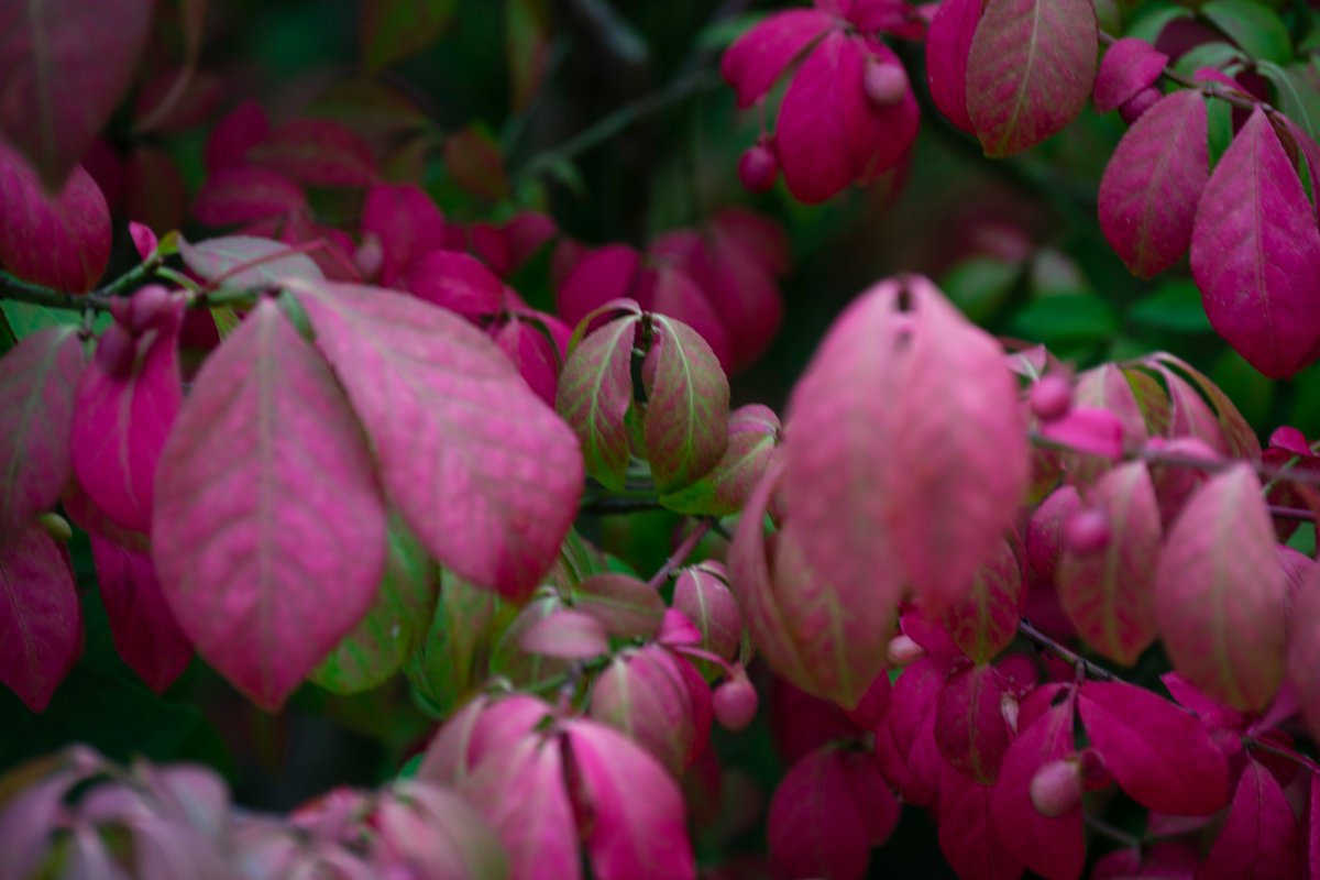 pser99208's tweet image. Went out into the backyard today to snag these pictures. 

 #dPSWeeklyChallenge #dPSBackyardChallenge @digitalps