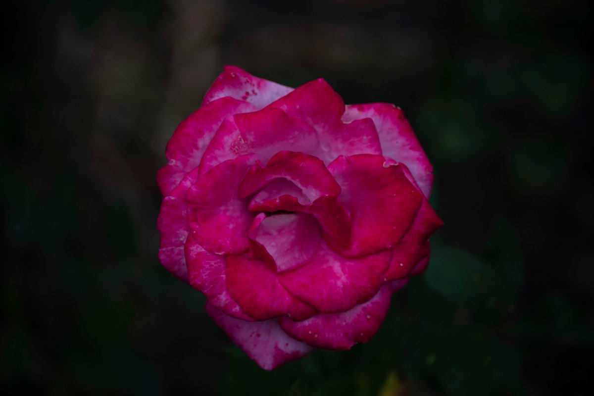 pser99208's tweet image. Went out into the backyard today to snag these pictures. 

 #dPSWeeklyChallenge #dPSBackyardChallenge @digitalps