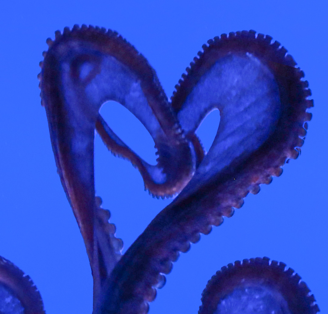 MauiOceanCenter's tweet photo. โฅ๏ธ โฅ๏ธ โฅ๏ธ if you love #TakoTuesday!
-
With eight arms, an #Octopus can not only give you one big hug, but also 1,600 kisses at the same time! ๐ ๐
_
#MauiOceanCenter #AmazingOcean #Hawaii #Maui https://t.co/6QjTISslDY