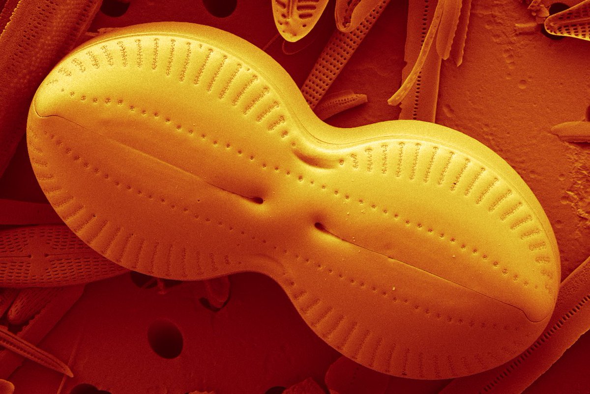 CarlosEWetzel's tweet photo. #Diploneis and its details...🔬 Brackish sample from northern Germany (#Hustedt material) #diatoms #Bacillariophyta (artificial colors inspired on earlier tweet by @DiatomsATTACK ) https://t.co/zidWXfNOYl